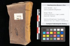 Foto (Objekt + Etikett) von Quercus palaeoilex Ettingshausen (NHMW-GEO-2024-0188-0885)